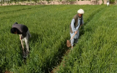 Agriculture Strengthening Economic Stability